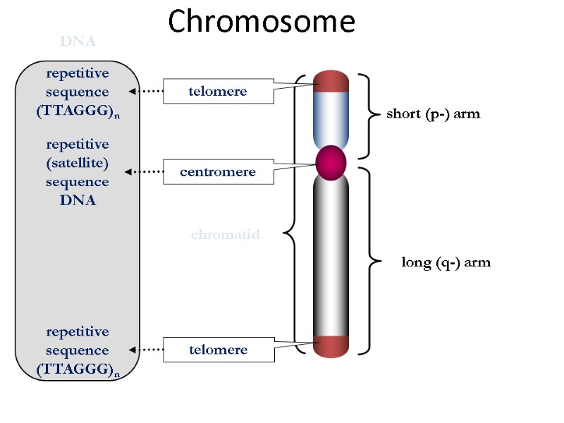 Chromosome short (p-) arm long (q-) arm centromere chromatid telomere telomere